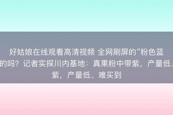 好姑娘在线观看高清视频 全网刷屏的“粉色蓝莓”是真的吗？记者实探川内基地：真果粉中带紫，产量低、难买到